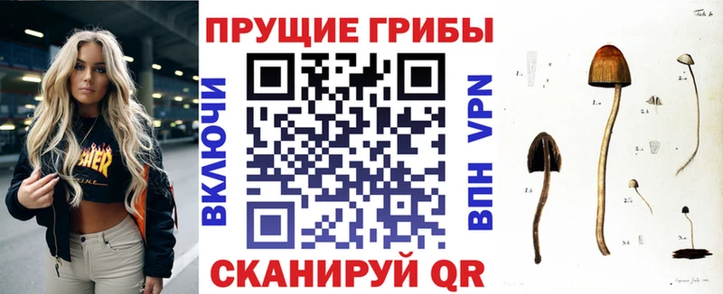 Псилоцибиновые грибы Psilocybe  OMG как зайти  Горняк  купить  